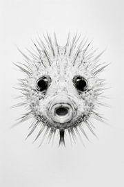 Pufferfish by Poster Art Shop