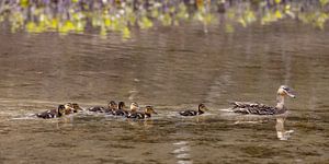 Entenfamilie