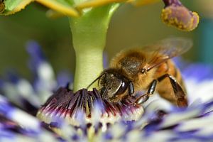 Passiebloem met bij von Frank de Ridder