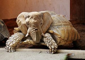 Olifant Schildpad von Sarah Richter