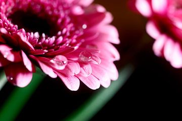 Gerbera van Thomas Jäger