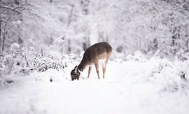 Deer by Larsphotografie
