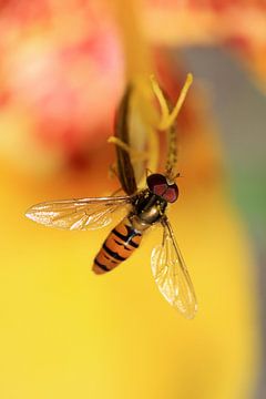 Zweefvlieg op een bloem