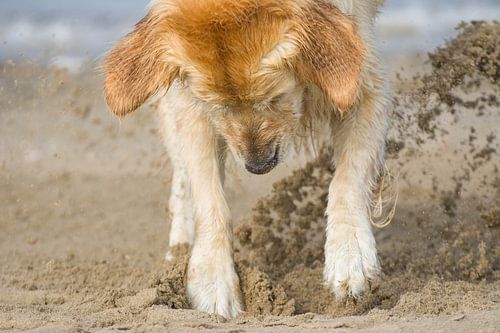 gravende hond  von kim van Bockhove