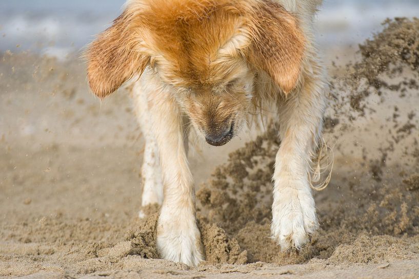 gravende hond  by kim van Bockhove