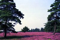 Auf der Lüneburger Heide