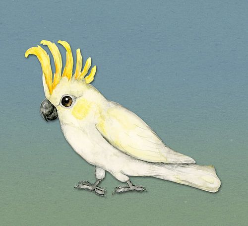 Sulphur crested cockatoo