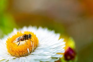 Flower with hoverfly.