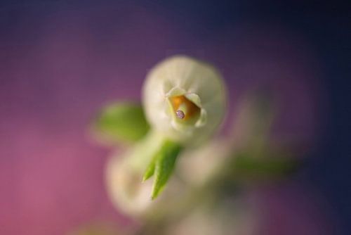 Bloem in knop