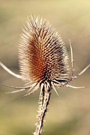 Thistle Photo by Falko Follert