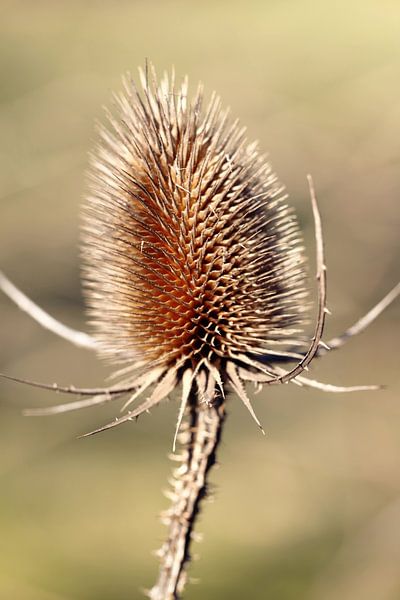 Thistle Photo von Falko Follert