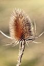 Thistle Photo von Falko Follert Miniaturansicht