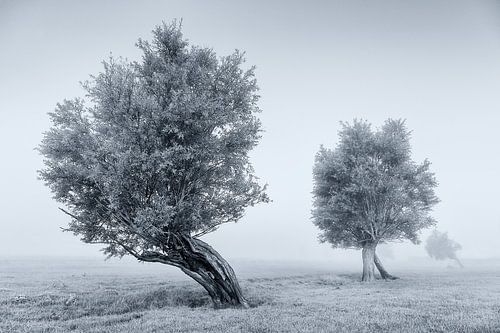 Minimalistic morning mood