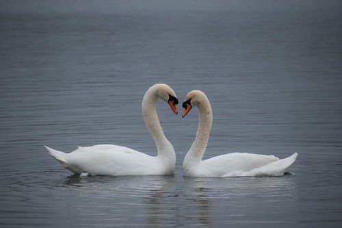Swans in love, hartvom