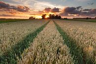 Sommer Sonnenuntergang von Ron Buist Miniaturansicht