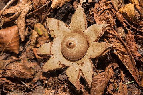 Gekraagde aardster