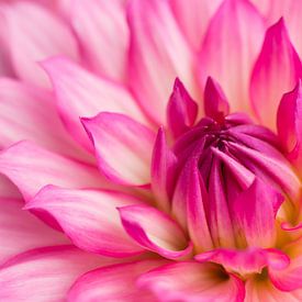 Mooie Dahlia kleur roze van Studio Wings