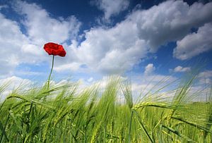 Coquelicot. sur Patrick Brouwers