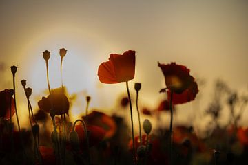 Klaprozen tijdens zonsondergang 1 van Patricia van Kuik