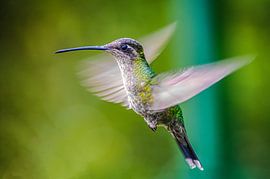 Hummingbird by Dirk Smets