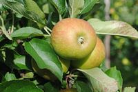 Appeltje voor de dorst
