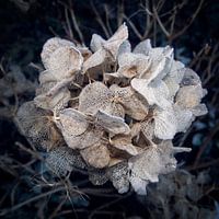 Frozen decay