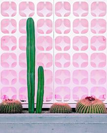 Cact-Hi! von Tom Windeknecht