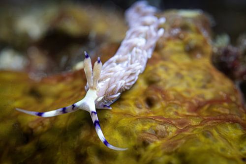 Sea snail @ Komodo, Indonesia