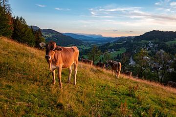 Koeien bij de Staufen met uitzicht op Oberstaufen bij zonsondergang van Leo Schindzielorz