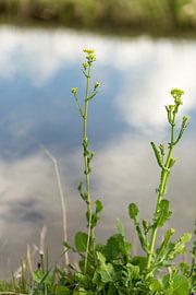 Luchtspiegeling van Jan Croonen