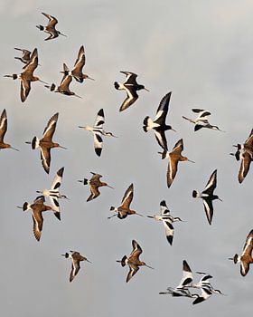 Ein lebendiges Gemälde von Watvögeln