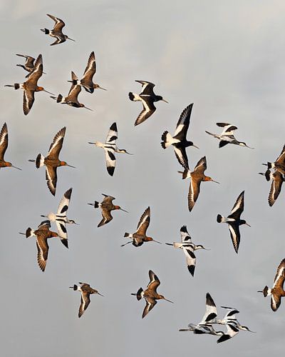 A living painting of waders