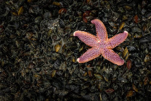 Starfish