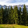 Bomen en uitzicht op bergen van Wilder Kaiser in Oostenrijk van Jessica Lokker