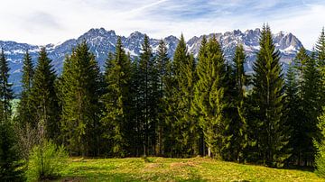 Arbres et vue sur les montagnes du Wilder Kaiser en Autriche