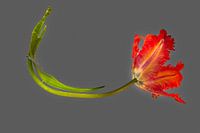 The Minimalist Beauty of a Single Red Tulip A on grey