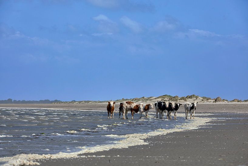 Cows on the beach at Kade Hoek near Goedereede by Ton Van Zeijl