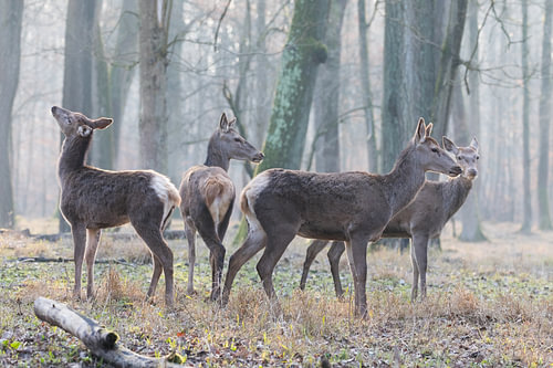 Des biches, dans leur milieu naturel, regardent dans différentes directions et se protègent