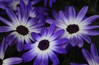 blauwe bloemen by By Foto Joukje thumbnail