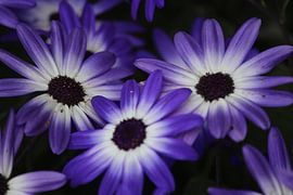 blauwe bloemen by By Foto Joukje