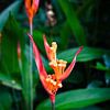 Strahlende tropische Blume im Herzen des Dschungels von Frank Photos