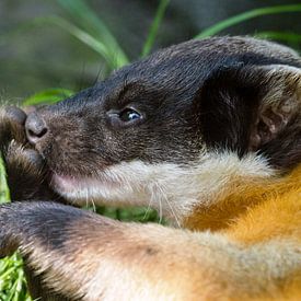 Martre de couleur malaisienne : Ouwehands Dierenpark sur Loek Lobel