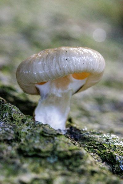 champignon par ton vogels