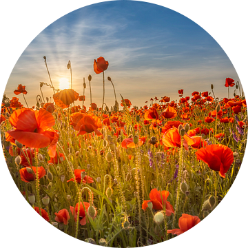 Prachtige zonsondergang in een klaprozenveld