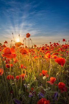 Magnifique coucher de soleil dans un champ de coquelicots sur Melanie Viola