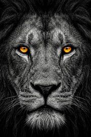 De Leeuwenblik van Mike Maes