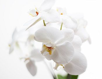 Witte Orchidee