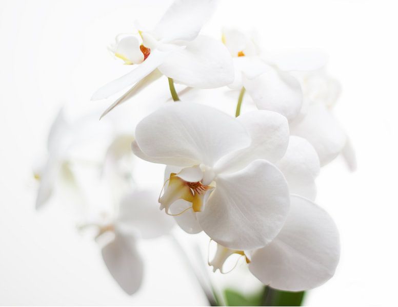 Witte Orchidee par Alied Kreijkes-van De Belt