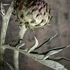 Artichaut en bouton. Nature morte. sur Alie Ekkelenkamp