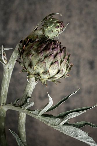 Artisjok in de knop. Stilleven.